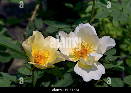 Rosa;Shrub Rose;'Golden Wings'; Two flowers.Introduced in1956; Stock Photo