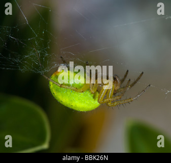 Cucumber green spider (Araniella cucurbitina), UK Stock Photo