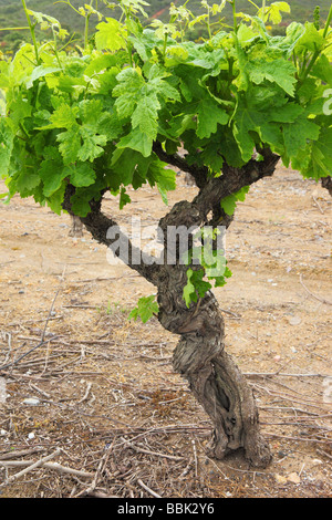 Old gnarled vine grape with young green spring leaves Minervois Languedoc-Rousillon France Vitis vinifera Stock Photo