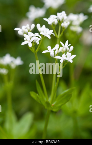 Sweet woodruff Galium odoratum Stock Photo