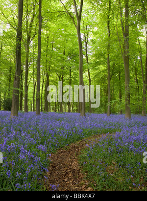 Bluebells blooming in a forest  in Kent, UK. Stock Photo