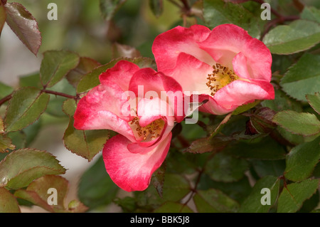 Rosa;Shrub Rose;'Cherry Meillandecor';Two flowers. Stock Photo