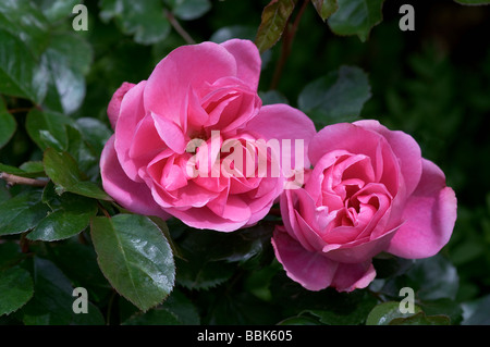 Rosa;Shrub Rose;'Deborah'; Two flowers; Stock Photo