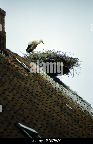 Storks Stream Deutsch Storks Stream Deutsch