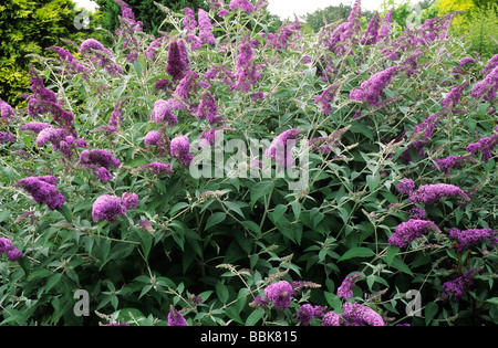 Buddleja 'Lochinch', purple flower flowers buddlejas buddleia buddleias butterfly bush garden plant plants Stock Photo