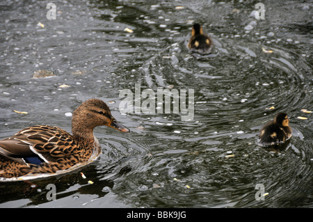 Duck and ducklings on the River Wharfe in Burnsall, North Yorkshire Stock Photo