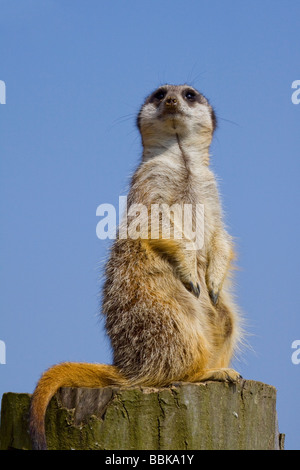 portrait of a Meerkat on lookout duty Stock Photo