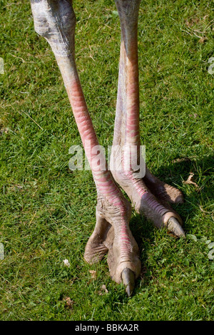 Ostrich legs and toes Stock Photo