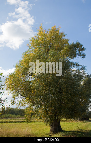 old large tree against blue sky with branches wide spread Stock Photo ...