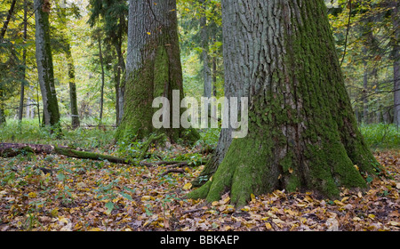 Two old oaks in autumnal natural stand of Bialowieza Forest Stock Photo