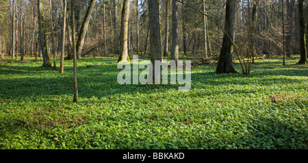 Natural forest at springtime morning with ramsons floral bed Stock Photo