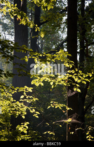 Hornbeam leaves against direct sunlight with old oak trees in background Stock Photo