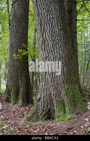 Two old alder tree trunks in natural fresh stand of Bialowieza Forest Stock Photo