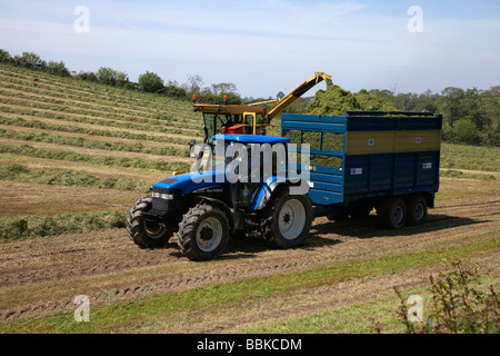 forage harvester collects grass cut for silage production and puts it into tractor trailer in a field county down Stock Photo