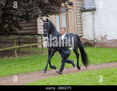 Black Morgan Horse stallion being shown Stock Photo