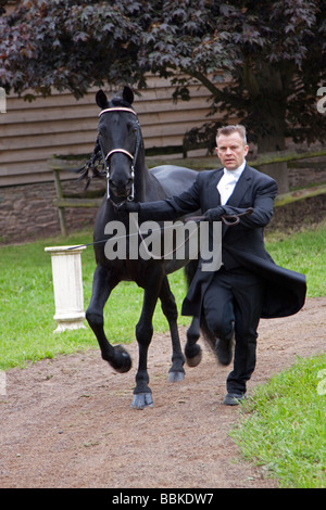 Black Morgan Horse stallion being shown Stock Photo