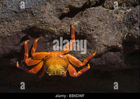 Sally lightfoot crabs (Grapsus grapsus) Flamingo Lagoon Punta Cormoran Cormorant Floreana Galapagos Ecuador Pacific Ocean Stock Photo