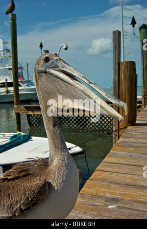 Close up of brown pelican waiting on dock for a handout Stock Photo