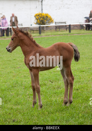 Very young Morgan Horse colt foal Stock Photo