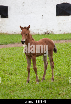 Very young Morgan Horse colt foal Stock Photo