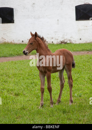 Very young Morgan Horse colt foal Stock Photo