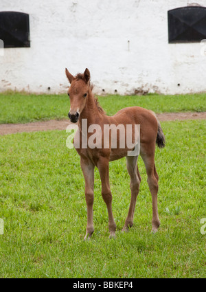 Very young Morgan Horse colt foal Stock Photo