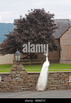 White Peacock perched on a brick wall Stock Photo