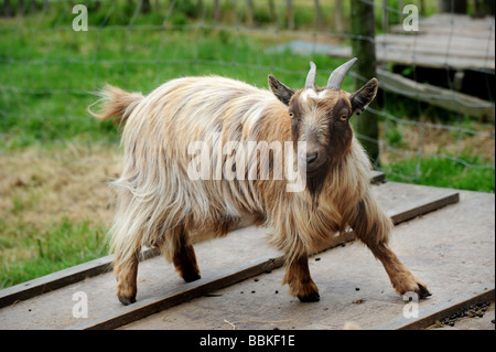 A pygmy goat on a farm in sussex Stock Photo