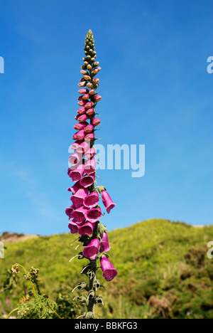 a foxglove flowering in the cornish countryside,uk Stock Photo