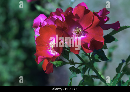 Rosa;Climbing Rose; 'Dortmund';Kordesii Single petaled rose.Climber;Introduced in 1955; Stock Photo