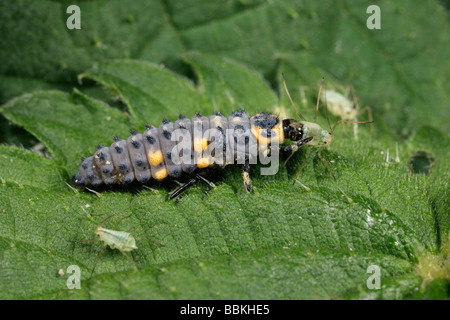 HARLEQUIN LADYBIRD Harmonia axyridis larvae eating aphid Stock Photo