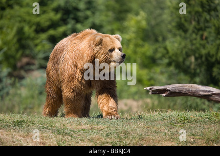 Kodiak Bear or Alaskan brown bear - Ursus arctos middendorffi Stock Photo
