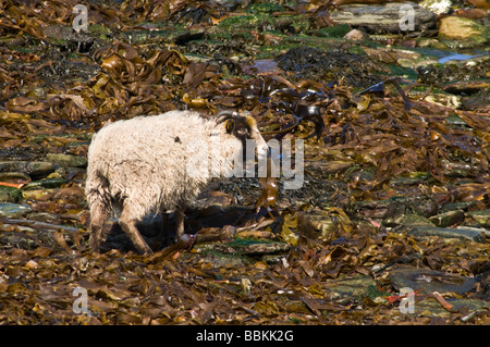 dh  NORTH RONALDSAY ORKNEY North Ronaldsay black faced white sheep eating seaweed kelp ewe animals one Stock Photo