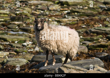 dh  NORTH RONALDSAY ORKNEY North Ronaldsay horned black faced white sheep standing on rocks