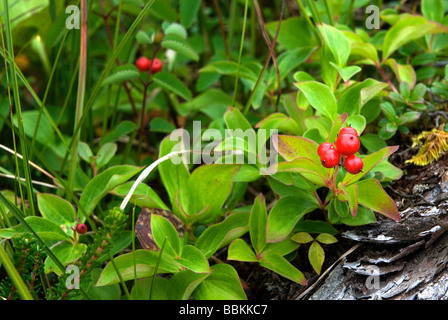 Low bush Cranberry Vaccinium vitis idaea Hungry Point Trail Petersburg Alaska USA Stock Photo