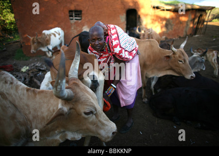 Maasai milking after their cattle in Engaresero at Lake Natron Tanzania ...