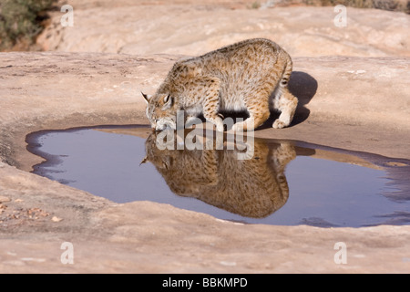 Bobcat drinking from mountain pool Stock Photo