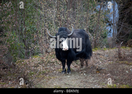 Yak standing facing white nose black fur in Forest Mountain range near Wangdu Bhutan Horizontal 91526 Bhutan-Yak Stock Photo