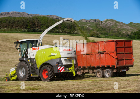 Claas 940 self propelled forage harvestor working in field Filling trailers with chopped grass Cumbria  Stock Photo