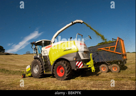 Claas 940 self propelled forage harvestor working in field Filling trailers with chopped grass Cumbria  Stock Photo