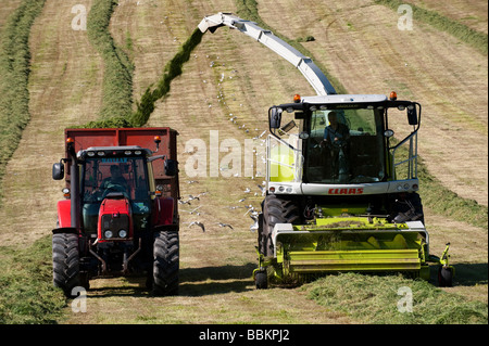 Claas 940 self propelled forage harvestor working in field Filling trailers with chopped grass Cumbria  Stock Photo