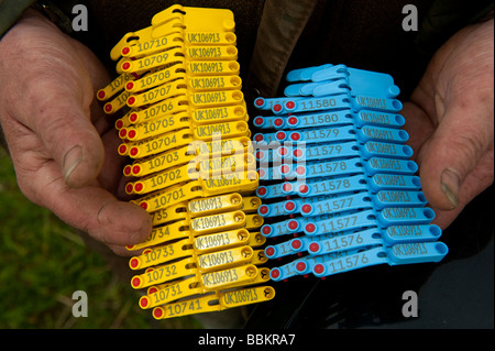 Farmer holding Electronic sheep tags  Stock Photo