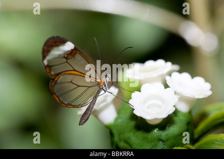 Glass Wing butterfly (Greta oto)