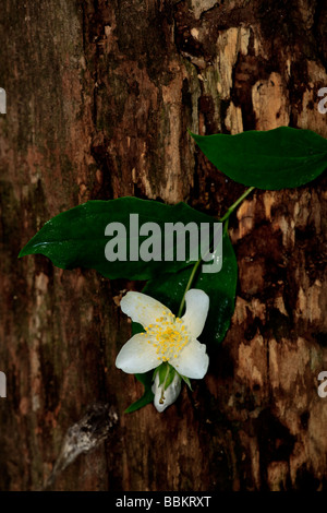 Apple blosson against bark of dead tree in Central Park Stock Photo