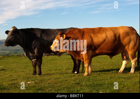 Limousin bull mating with suckler cow which on heat Cumbria Stock Photo ...