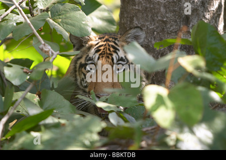 Tiger Cub, Panthera Tigris, Kanha National park, Madhya Pradesh, India. Stock Photo