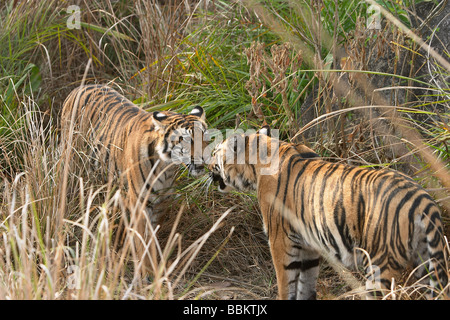 Two tiger. Rathambore National park, Rajasthan, INDIA. Panthera tigris tigris is the most numerous tiger subspecies. Stock Photo