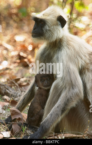 Mother monkey feeding the baby monkey in the midst of a dry forest Stock Photo