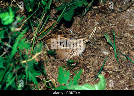 Common Quail (Coturnix coturnix) brooding in field Stock Photo