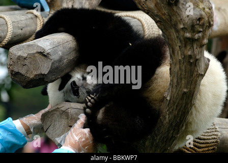 Giant Panda (Ailuropoda melanoleuca) in the research and breeding center, Chengdu, Sichuan, China, Asia Stock Photo